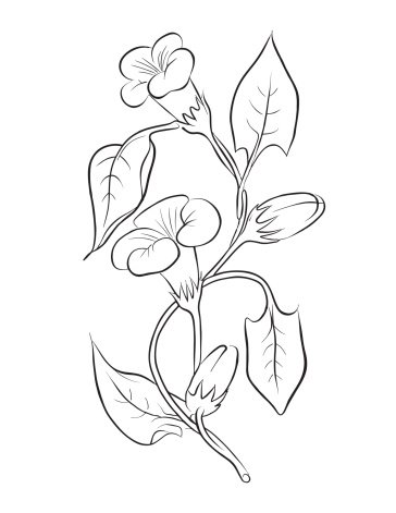 Вьющиеся цветы для раскраски