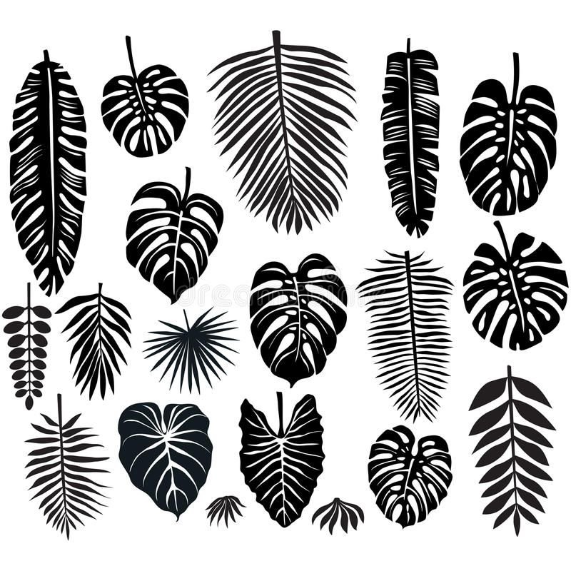 Лист пальмы