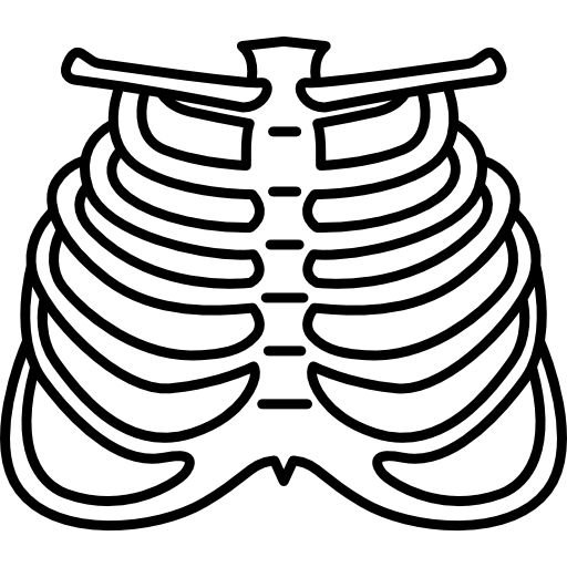 Ребра человека
