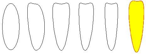 Лепесток ромашки трафарет