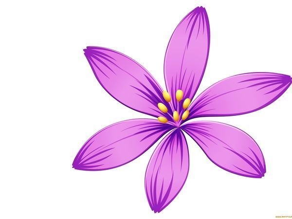 Фиолетовые цветы на прозрачном фоне