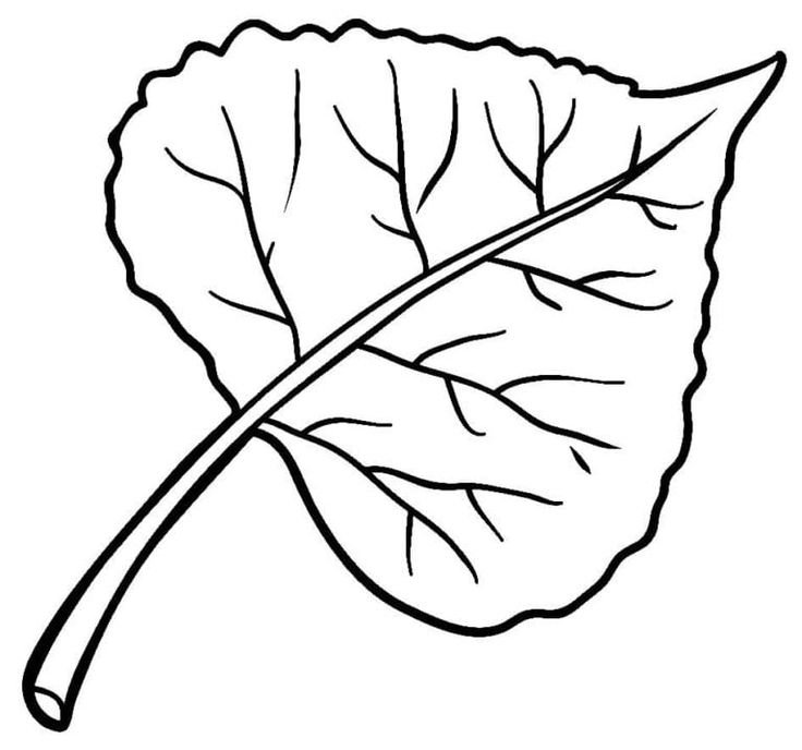 Лист осины раскраска