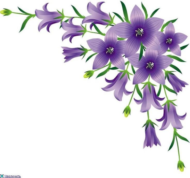 Цветы уголок на прозрачном фоне