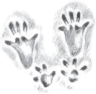 Следы белки для детей