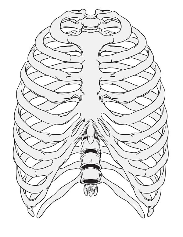 Скелет ребра