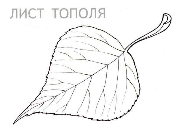 Листья раскраска для детей