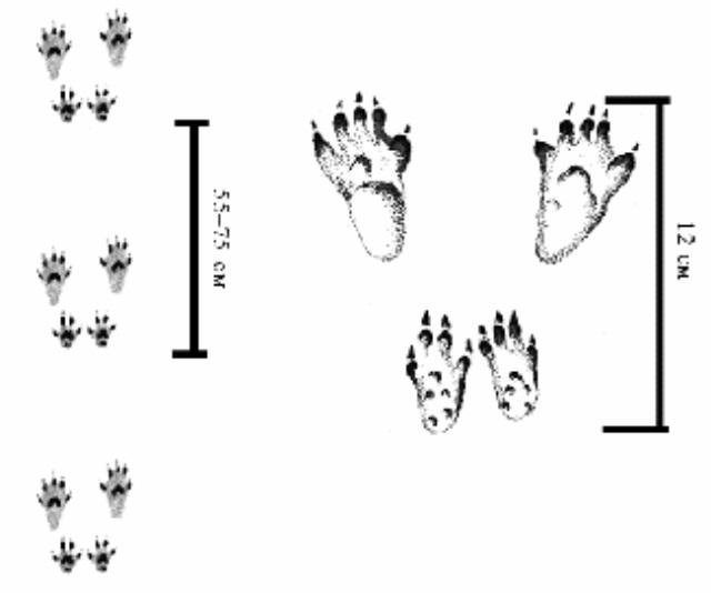 Следы зайца