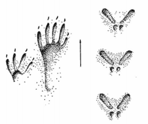 Следы зайца