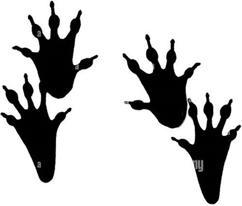 Следы ежика