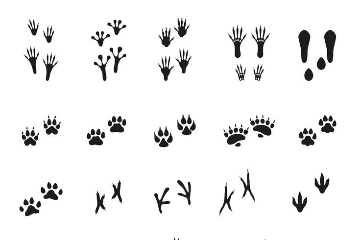 Следы животных контур