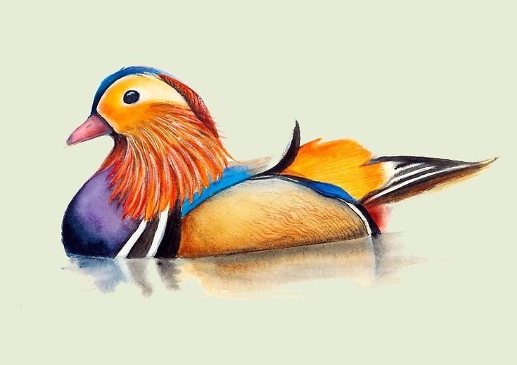 Утка Мандаринка акварель