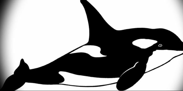 Касатка контур