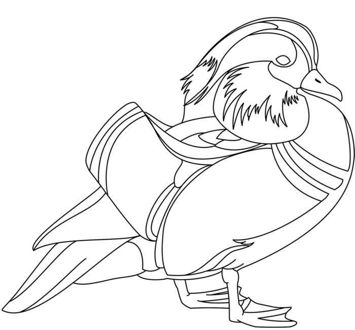 Утка Мандаринка раскраска