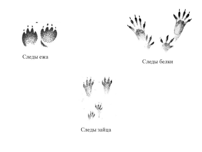Следы белки зайца ежа для детей