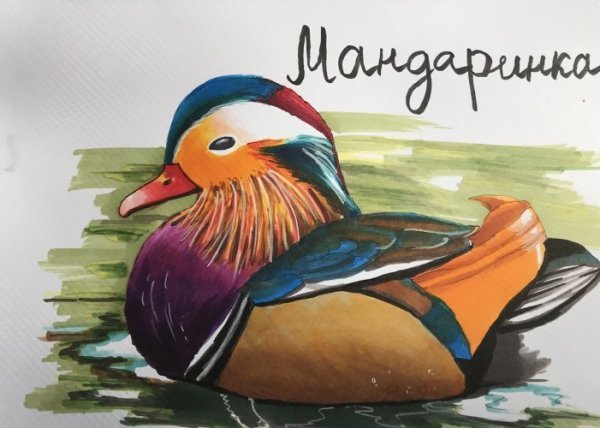 Нарисовать утку мандаринку