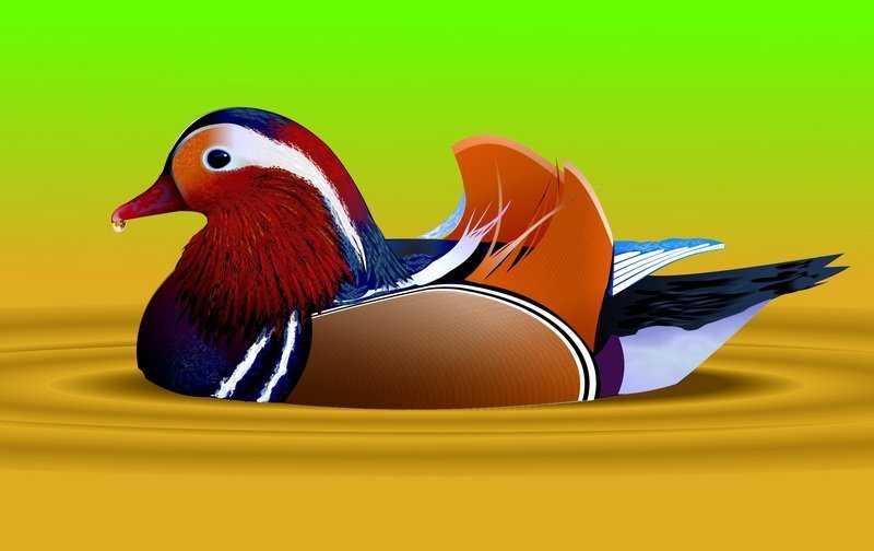 Мандаринка (птица) белая