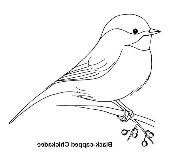 Раскраска птицы синица