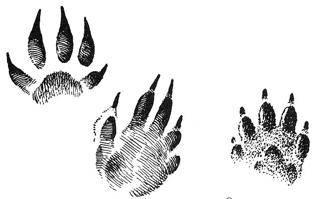 Отпечаток лапы куницы