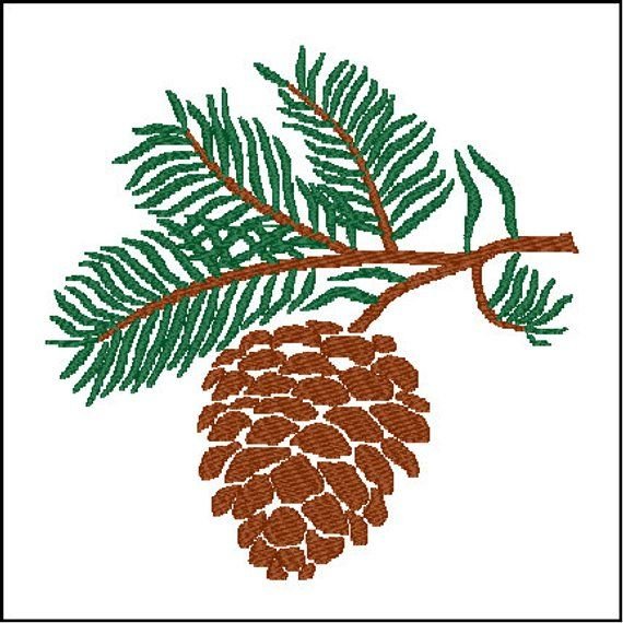 Кедровая ветка с шишкой вектор