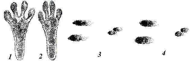 Следы зайца русака