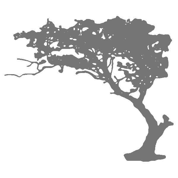 Восточное дерево рисунок