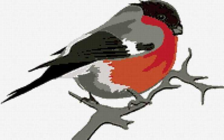 Снегирь рисунок