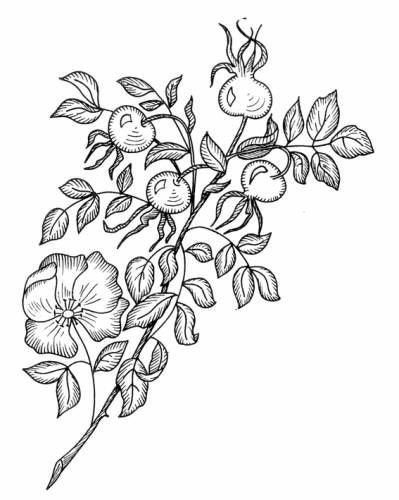 Шиповник раскраска для детей