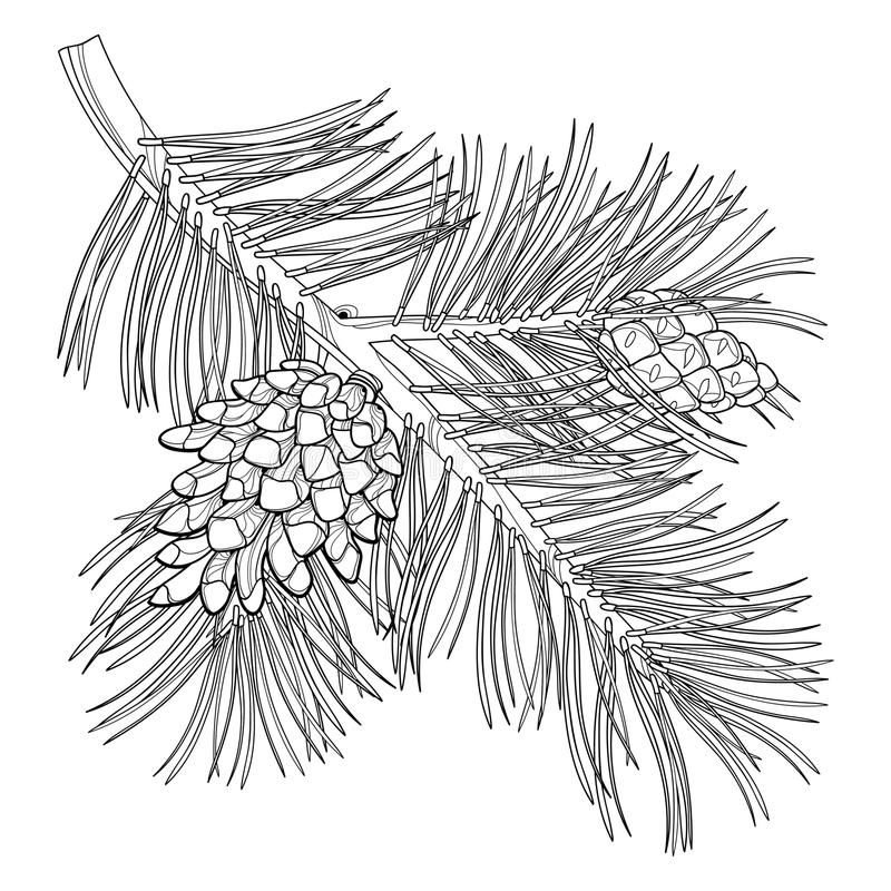 Ветка Еловая