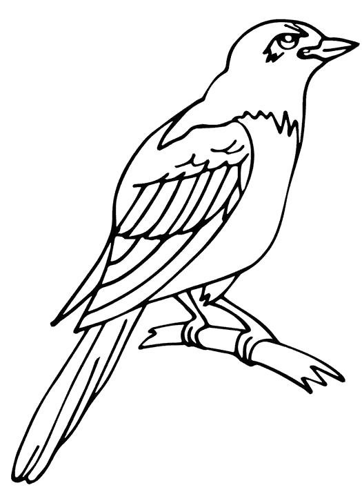 Птицы. Раскраска