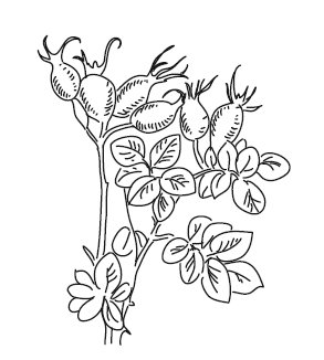 Плоды шиповника раскраска