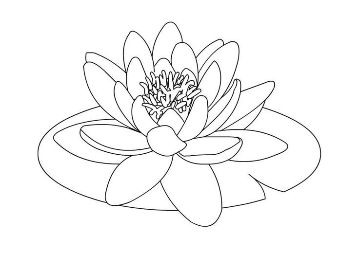 Лотос орехоносный