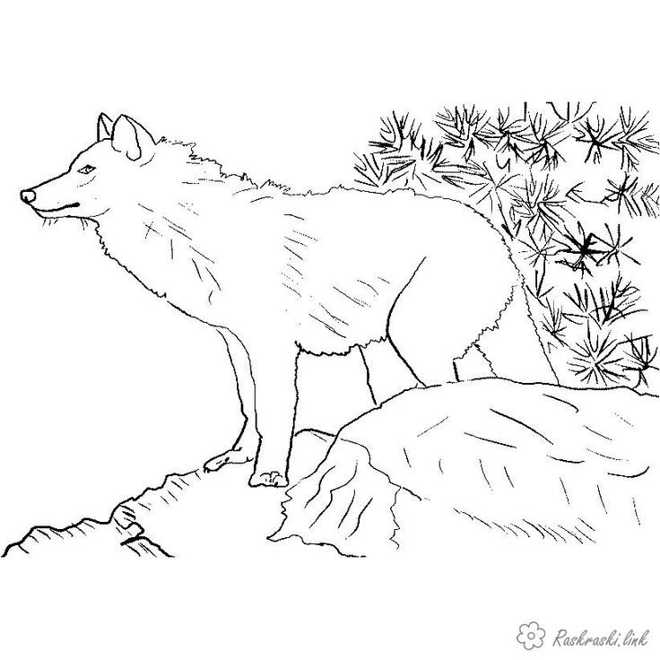 Раскраска "Дикие животные"