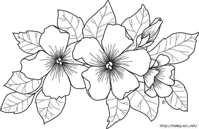 Раскраски цветы красивые