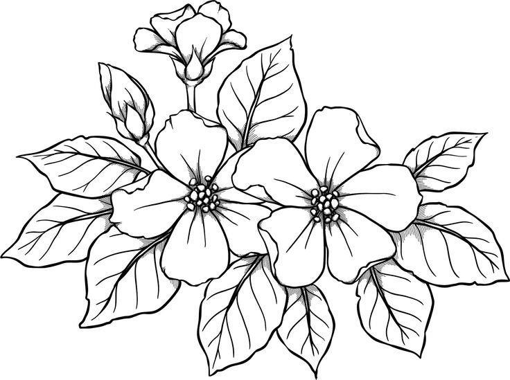Рисунки для срисовки цветы