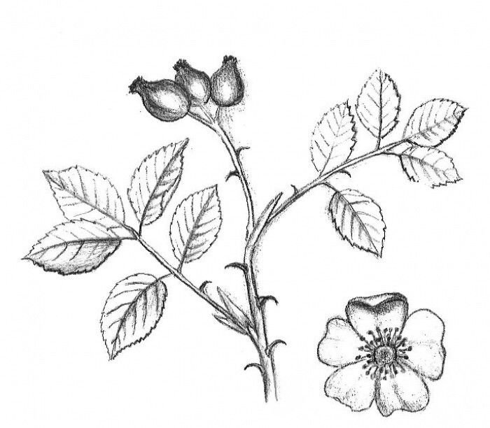 Зарисовки трав и цветов