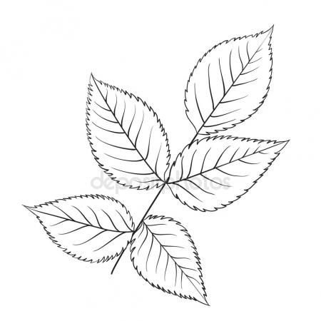 Трафарет листочки розы