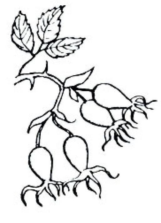 Шиповник ягоды