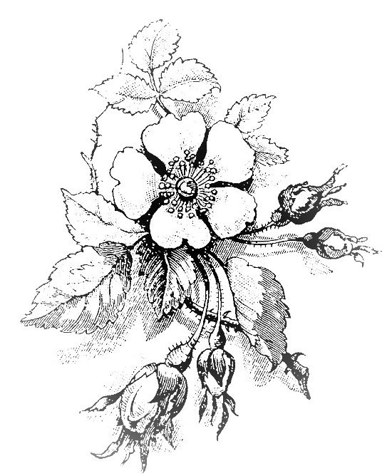 Черно-белый цветок