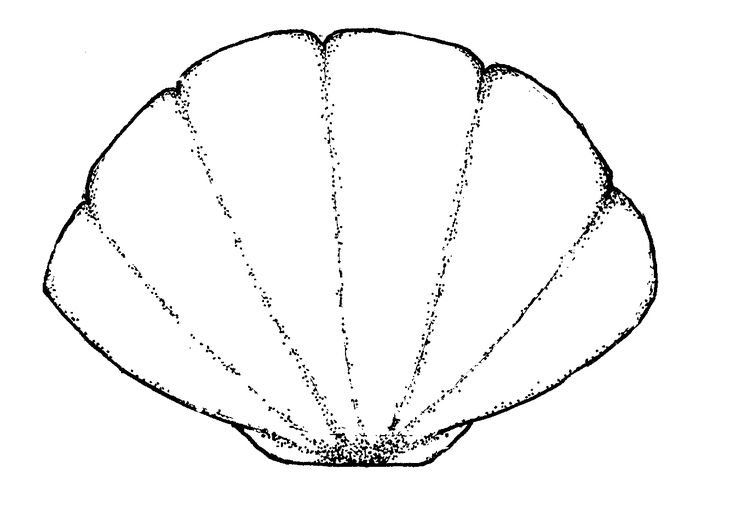 Ракушка раскраска для детей