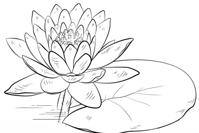 Кувшинка белая водяная Лилия раскраска