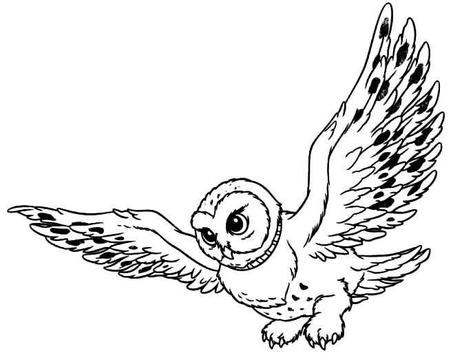 Раскраска Гарри Поттер Сова Букля