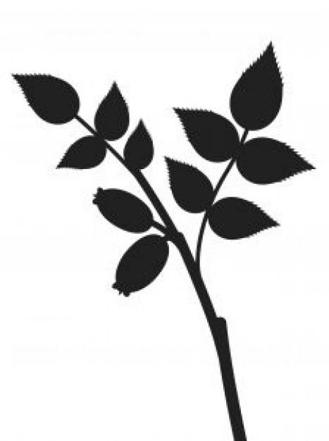 Роза стебель с листьями