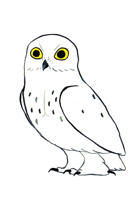 Раскраска Гарри Поттер Сова Букля