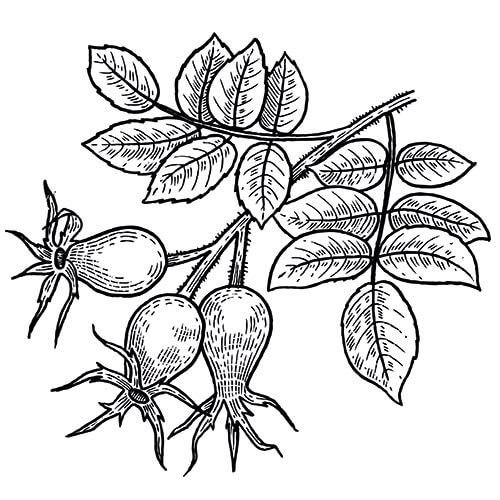 Шиповник раскраска