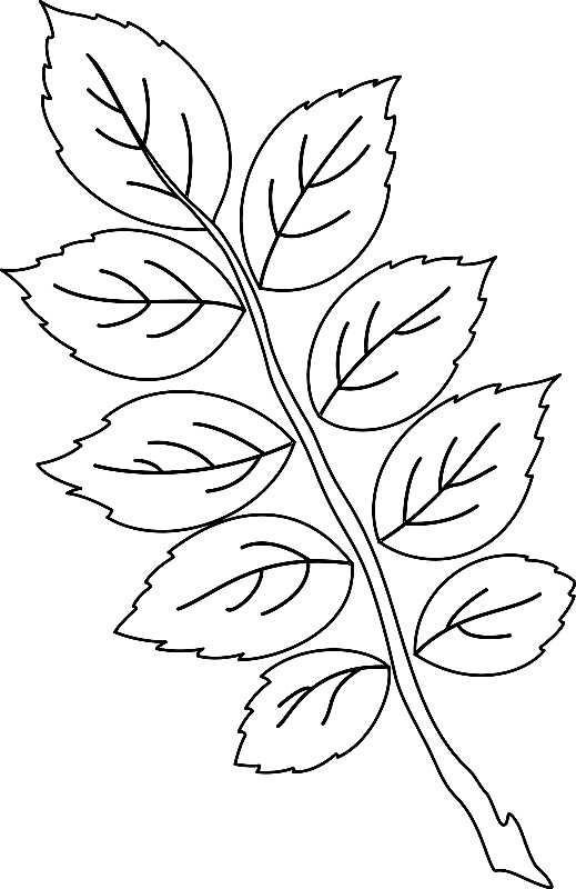 Листья рисунок