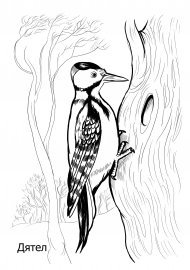 Раскраска для дошкольников дятел