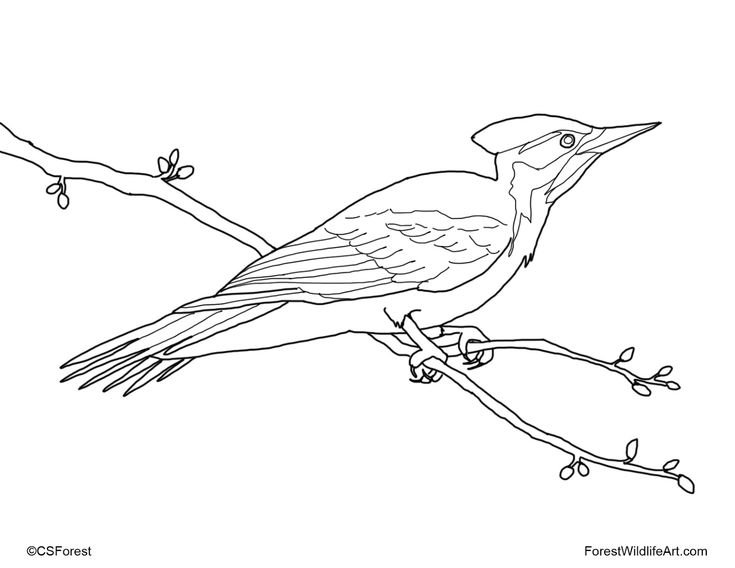 Раскраска птицы дятел