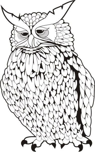Филин раскраска