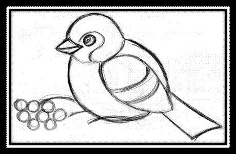 Снегирь рисунок раскраска