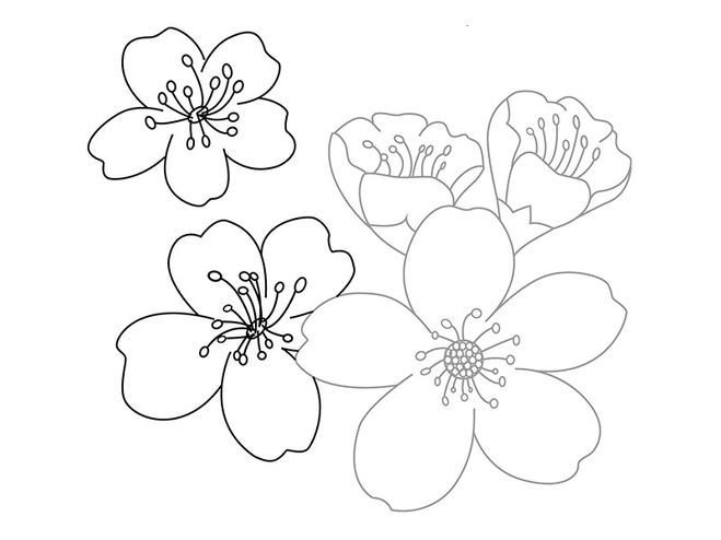 Цветы рисунок